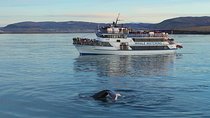 Icelandic Horse Riding and Whale Watching Tour from Reykjavik