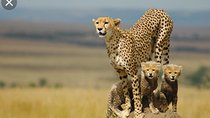 ANN VAN DYK Cheetah and Wildlife Centre Private Safari (Private) 