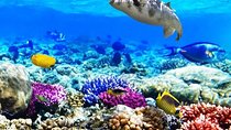 Diving & Snorkeling Boat Trip to Ras Mohamed Sharm El Sheikh 