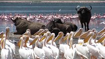 2 Days Flamingo Tour to Lake Bogoria & Lake Nakuru From Nairobi