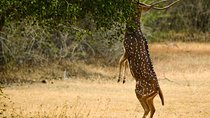 2 Days Tour to Udawalawe & Yala National Park From Colombo