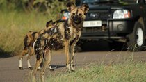 Full Day Safari in the Kruger National Park from Hazyview