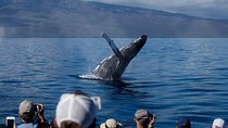 Maui Premium Sunset Dinner Cruise & Whale Watch