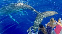Maui Whale Watch & Snorkel from Ma'alaea Harbor Pride of Maui 