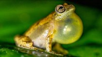 La Fortuna Frogs and Reptiles Wildlife Night Tour 2hrs