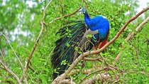2 Days Tour to Yala & Kumana National Park From Negombo