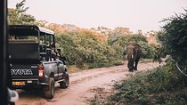 From Colombo: Udawalawa National Park Wildlife Safari