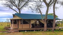 5 Days Tanzania Tented Camp Safari