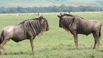 Animals Migration in Serengeti national Park 6 Days Safaris