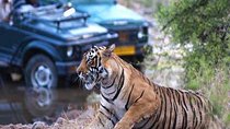 Golden Triangle Tour With Tiger Safari at Ranthambore 7 days 