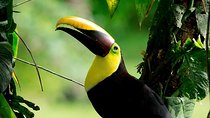 Deluxe Private Bird Watching Tour | Manuel Antonio