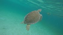 Private Tour: Akumal Marine Turtle Snorkeling from Cozumel