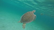 Private Tour: Akumal Marine Turtle Snorkeling and Cenote Adventure