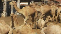 Birqash camels market