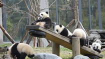 Wolong Panda Base Private Day Tour Optional Volunteering