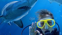 Shark Dive Xtreme at SEA LIFE Sydney Aquarium