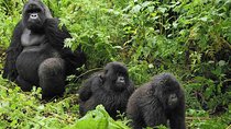 Gorilla tracking | Uganda | 3 days