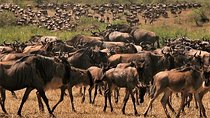 Eight Days: Tarangire-manyara-ngorongoro-serengeti (classic)