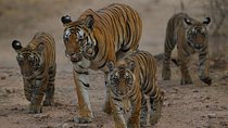 Private 4 Days Ranthambore National Park Safari Tour with Taj Mahal