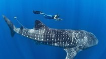 Oslob Whale Shark Snorkeling & Pescador & Sardine Run & Turtle