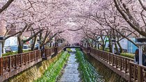 The Beauty of the Korea Cherry Blossom Discover 11days 10nights