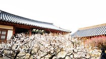The Beauty of the Korea Cherry Blossom Discover 9days 8nights