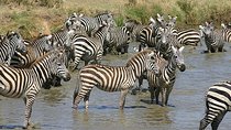 4 Days Northern Tanzania Wildlife Safari