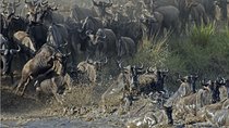 The Utmost Serengeti Wildebeest Migration and Big Five