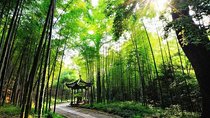 Half-Day Hangzhou Yunxi Bamboo Forest and Tea Plantation Experience