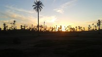 Sunset Camel Ride Marrakech with Transfers 