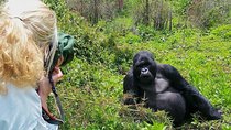 1-Day Rwanda Gorilla Tour