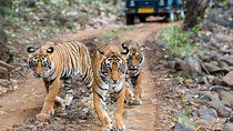 Tiger Safari Tour