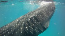 Cebu Oslob Swimming with the Whale Shark Vacation Package