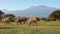 Thrilling 6 Days Amboseli-Lake Nakuru-Maasai Mara Budget Safari