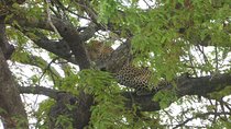 Short Safari from Dar es Salaam to Mikumi National Park - 2 Days