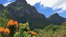 Kirstenbosch National Botanical Gardens: A Self-guided Audio Tour