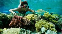 Full Day Snorkeling Trip to the Red Sea in Safaga from Luxor