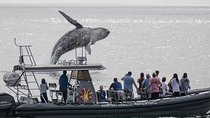 Ultimate Whale Watching Tour aboard the SuperRib: 24 People Max