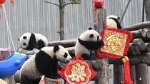 Chengdu Panda Base and Wuhou Temple,Jinli Ancient Town Day Tour