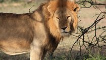 5 Days Big Five Adventures Luxury Lodge Safari in Tanzania