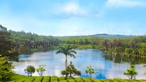 Full Day Guided Tea Route Mauritius: Including Lunch