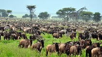6 Days Masai Mara Wildebeest Migration Safari Holiday