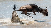 8 Days Masai Mara Wildebeest Migration Safari Adventures