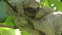 Sloth Observation, Coffee, Chocolate & Sugar Cane Experience