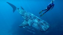 Cancun Whale Shark Encounter