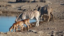 4 days Etosha National Park and Swakopmund Lodging
