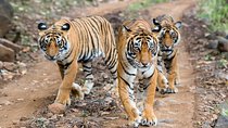 2-Day Ranthambore Safari with Sunrise view of Taj Mahal