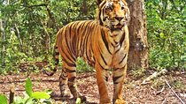Bandipur Tiger Reserve with Somnathpur Temple Tour