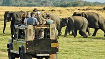 Afternoon Game Drive at Minneriya National Park