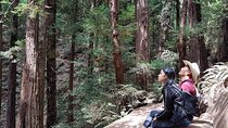 San Francisco: Guided Muir Woods Tour & Hop-on Hop-off Bus Tour